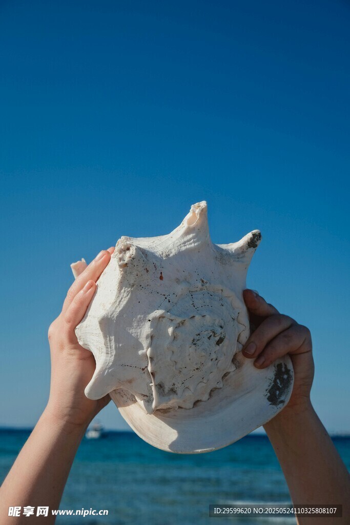 海边双手捧起的美丽海螺