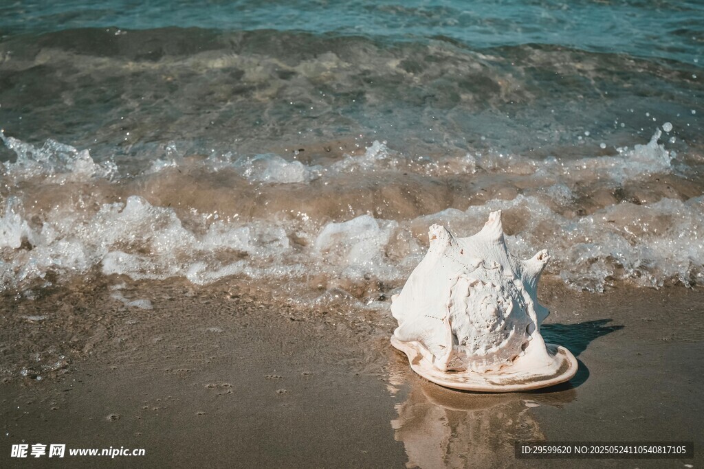 沙滩上的海螺与海浪