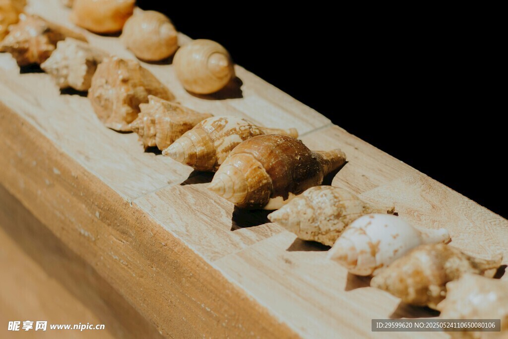 木上排列的独特贝壳