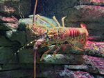 色彩斑斓的水族馆大龙虾