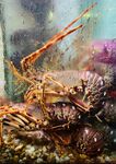 水族箱中的寄居蟹与海螺