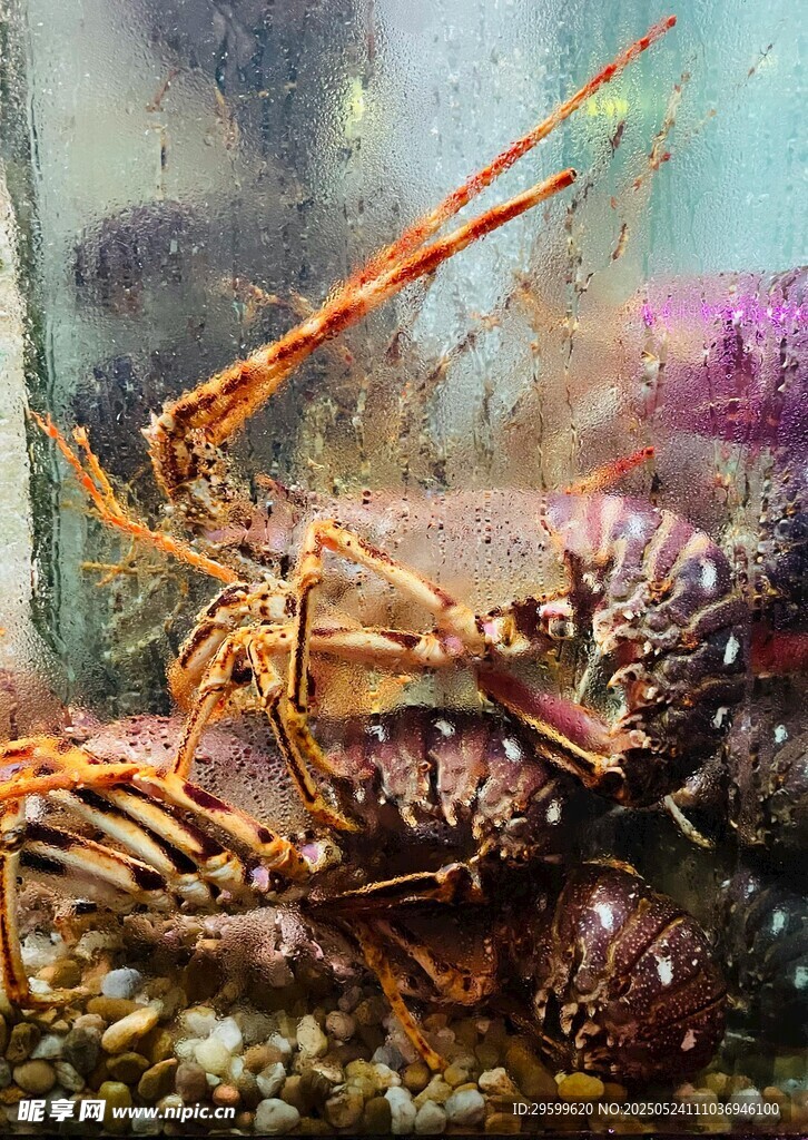 水族箱中的寄居蟹与海螺