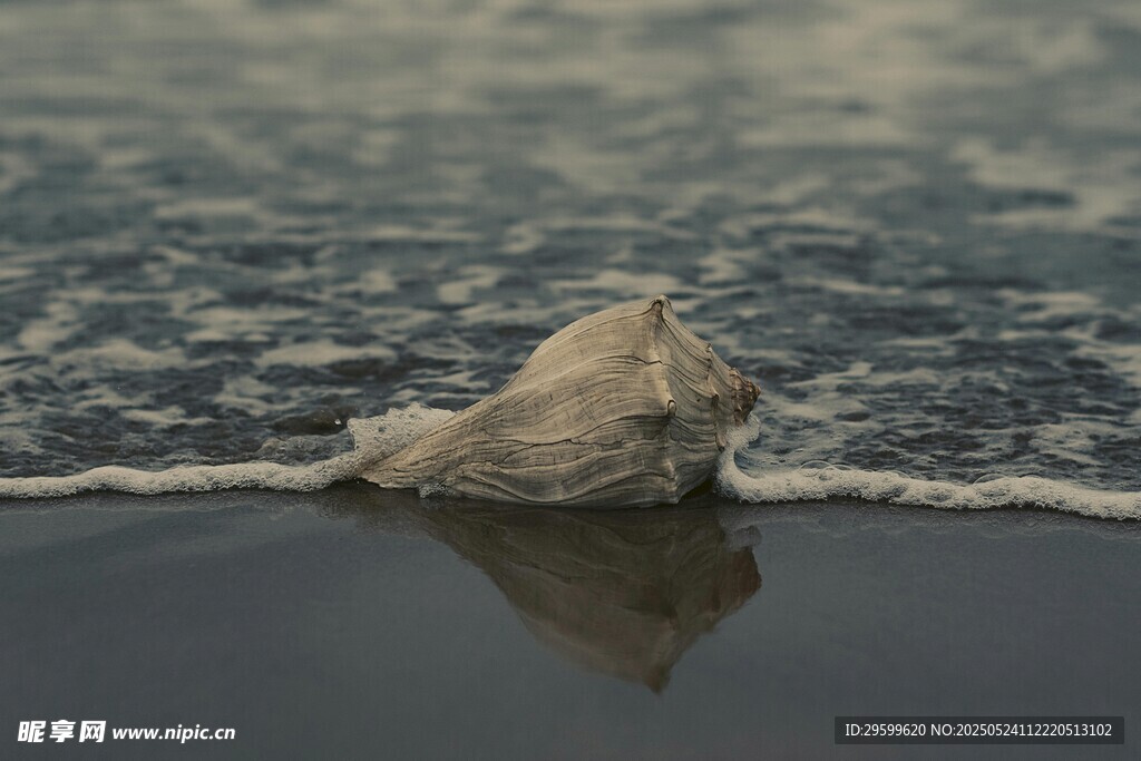 海浪中的孤独贝壳