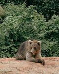 休憩的棕熊
