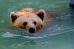 水中畅游的棕熊