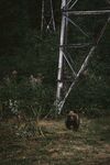 野外铁塔下的熊