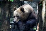 孤独棕熊倚树沉思