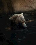 水中的棕熊