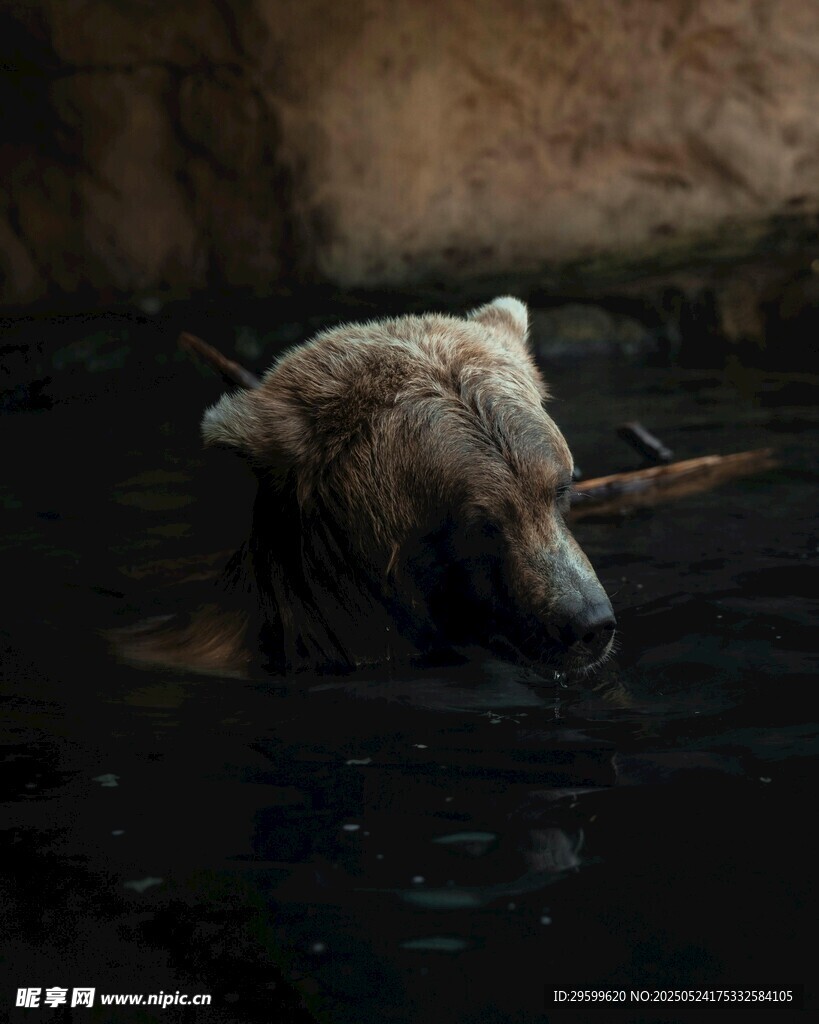 水中的棕熊