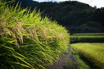 田园稻田间的静谧小道