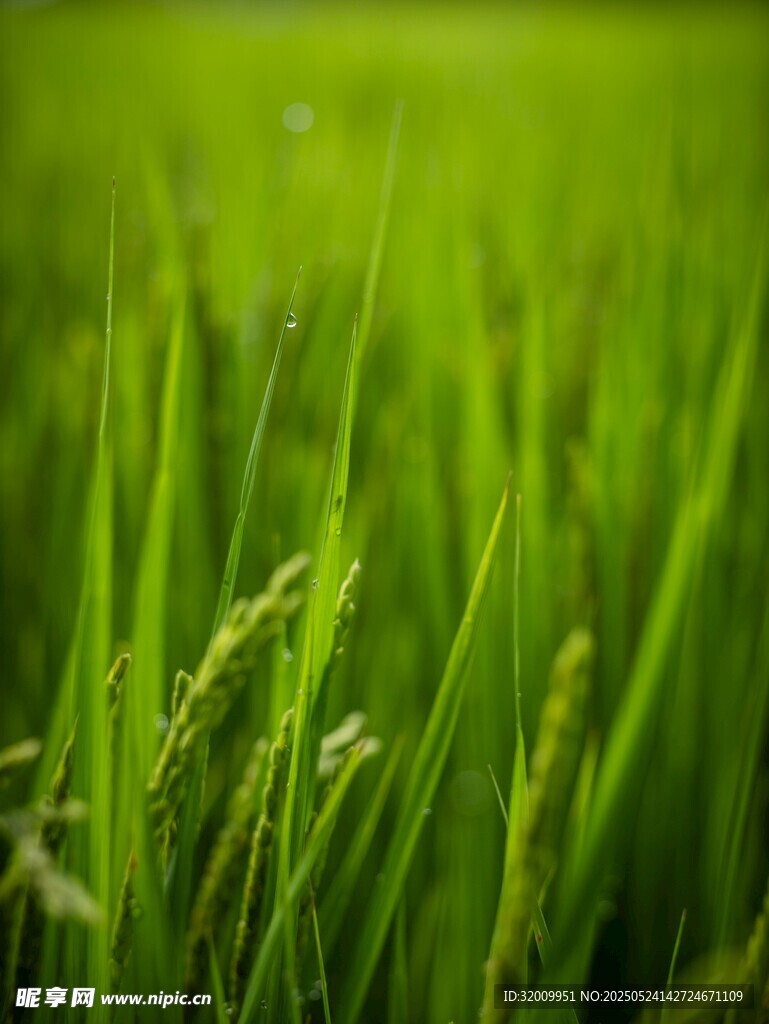 翠绿稻田 生机盎然
