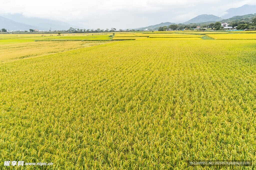 金黄稻田美景