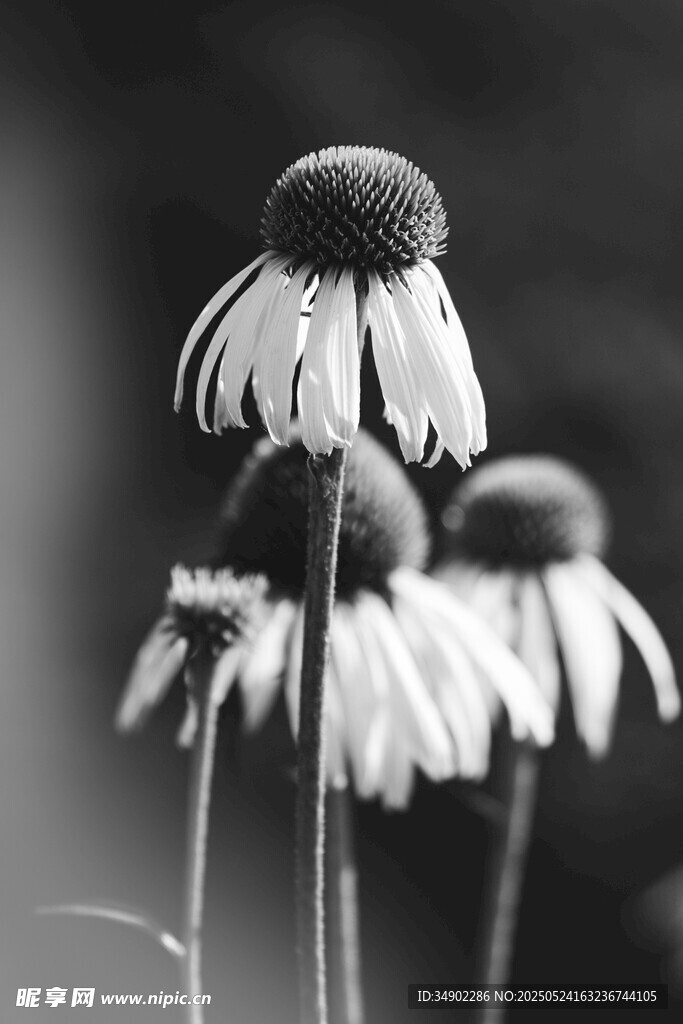 黑白松果菊特写