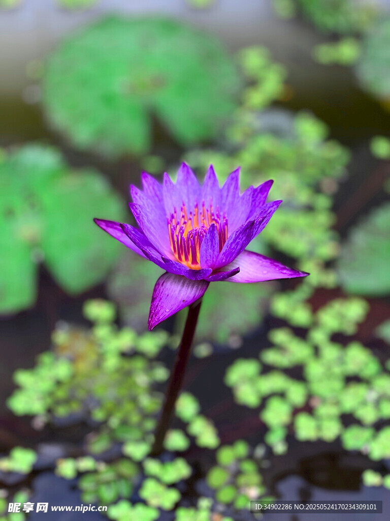 绽放的紫色睡莲