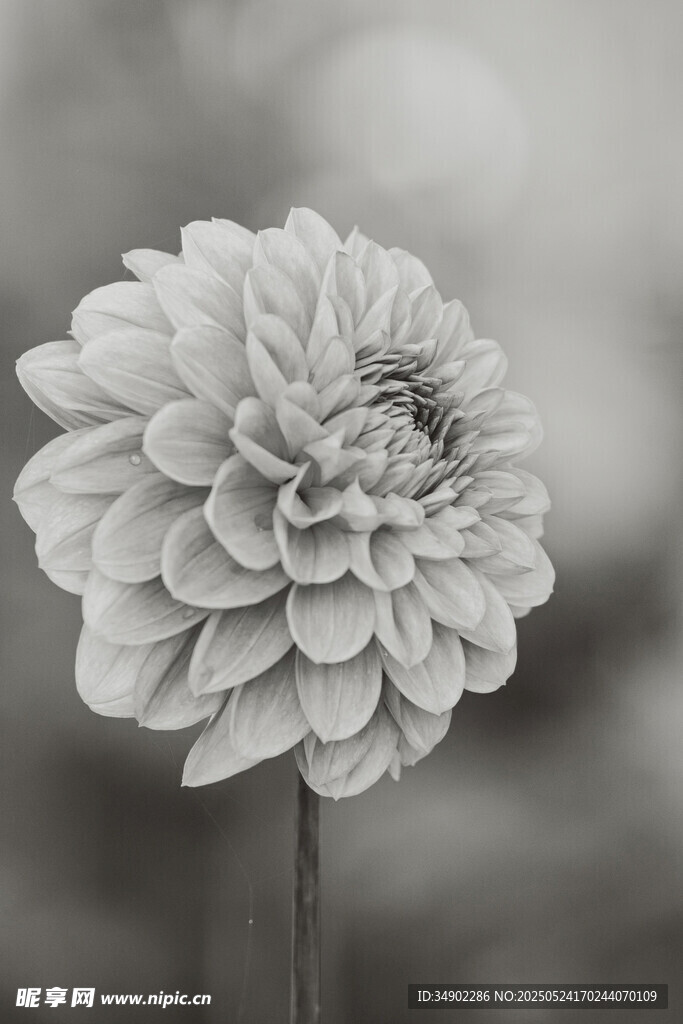 黑白大丽花特写