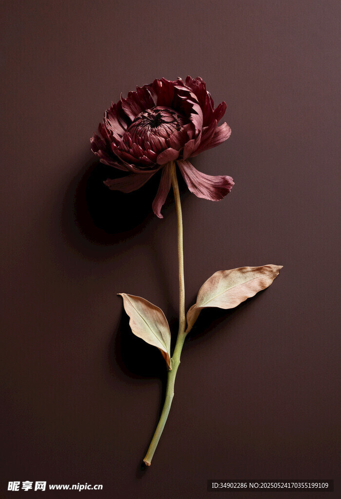 枯萎的深红色花朵