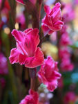 娇艳粉色唐菖蒲花朵绽放