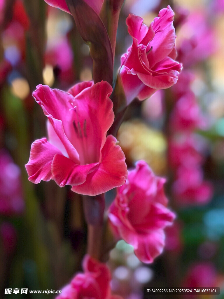 娇艳粉色唐菖蒲花朵绽放
