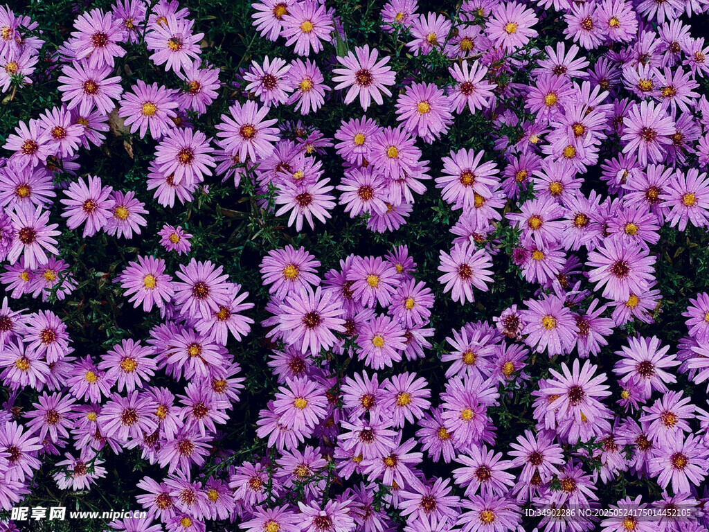 紫色繁花绽放