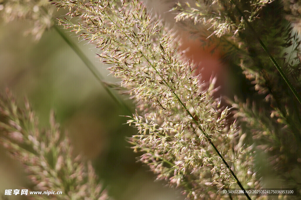 轻柔的穗状草花特写
