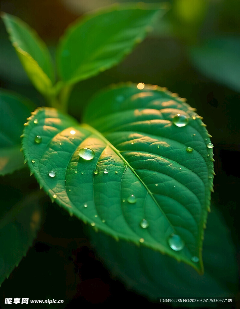 带水珠的翠绿叶片