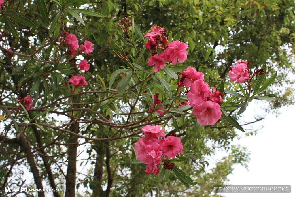 夹竹桃  