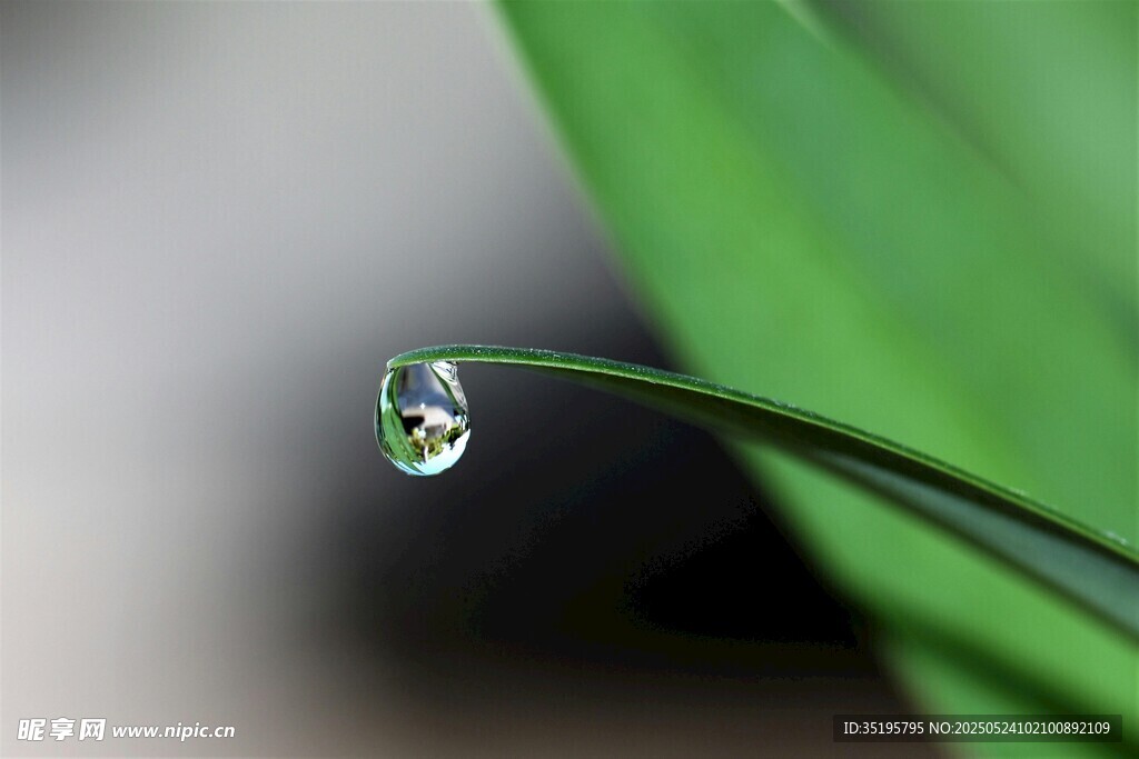 叶片上晶莹的剔透水珠