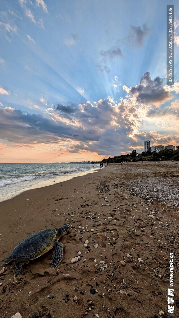 海滩上的海龟与美丽霞光