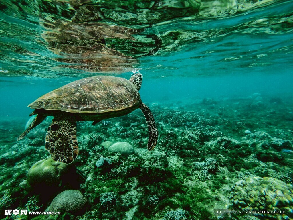 海龟悠游于斑斓海底世界