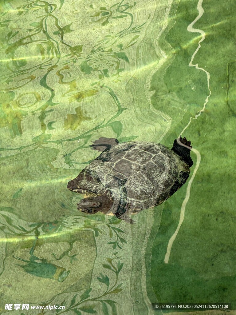 池塘中休憩的乌龟