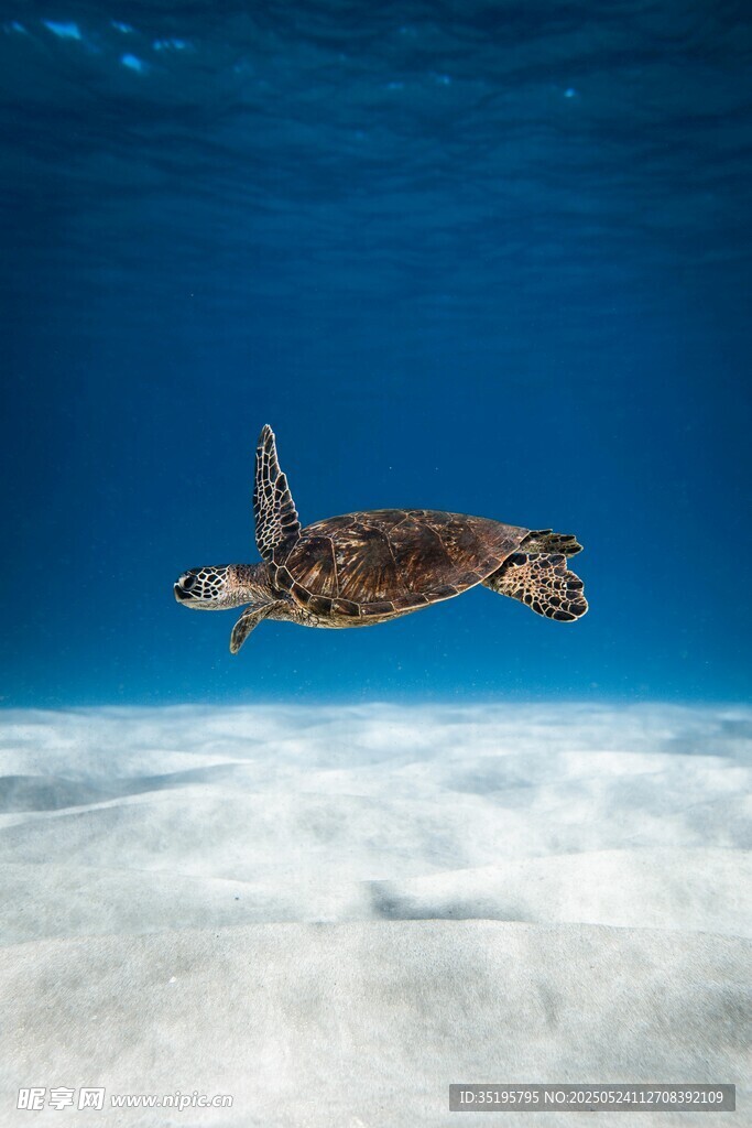 海龟在蓝色海洋中遨游