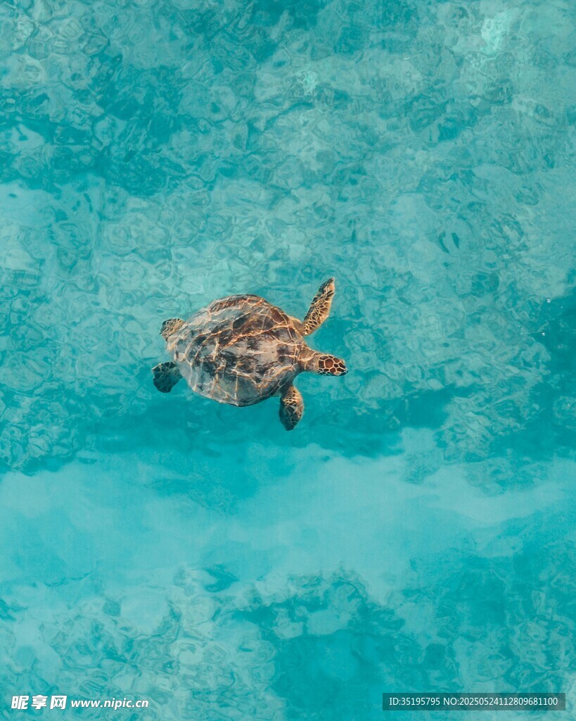 海中悠游的可爱小海龟