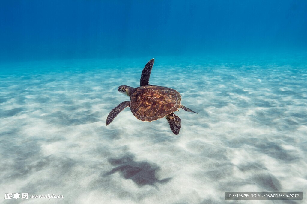 海底小海龟的自在游弋