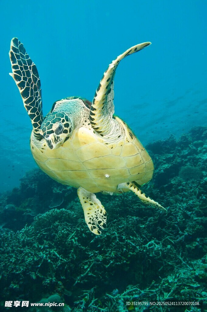 海中遨游的海龟
