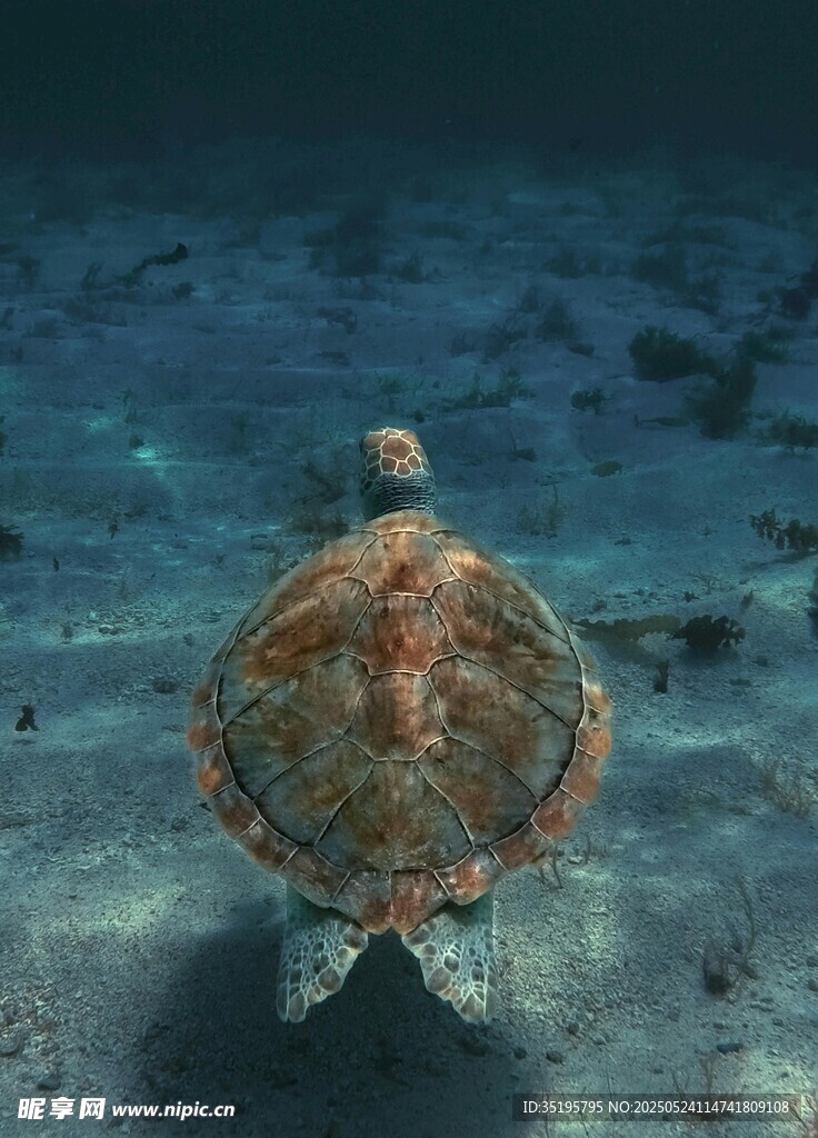 海底遨游的斑斓海龟