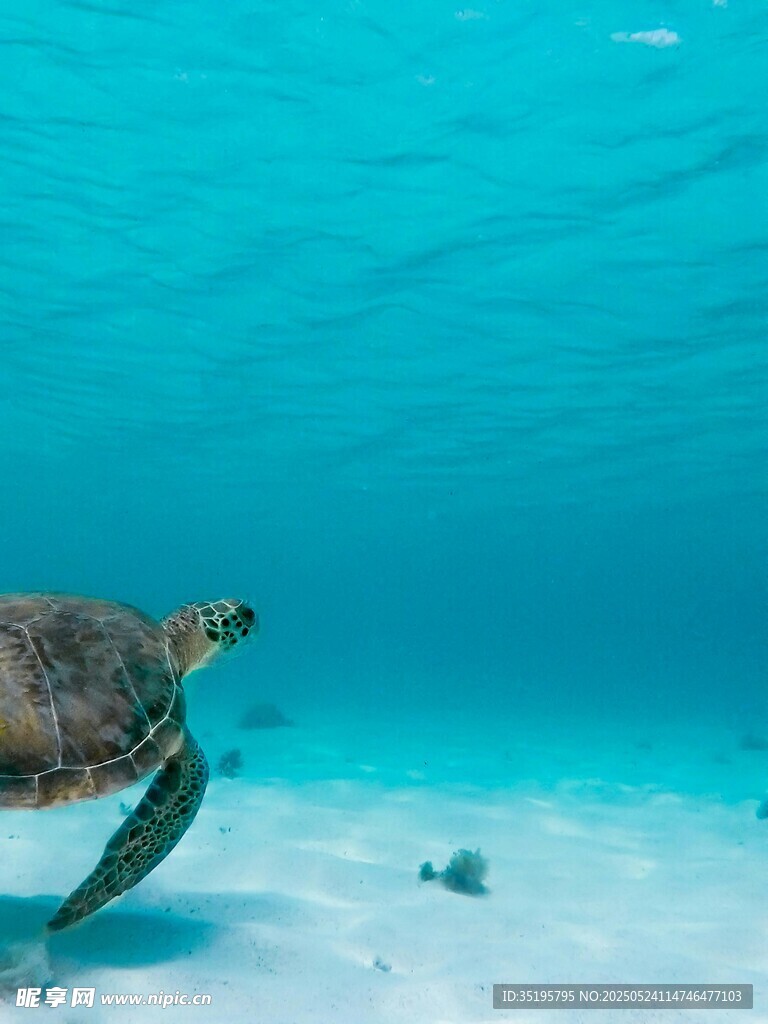 海龟在蓝色海底悠然游动