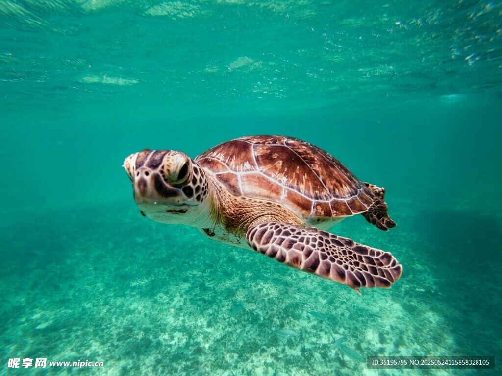 海中畅游的斑斓海龟