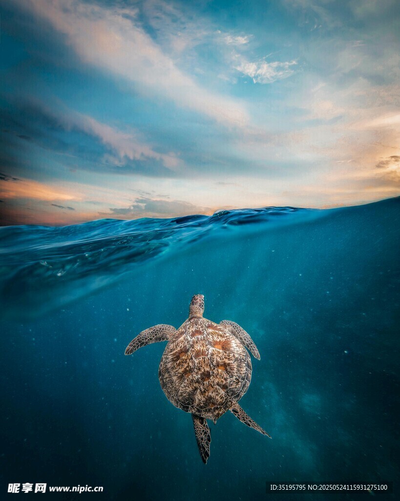 深海中遨游的美丽海龟
