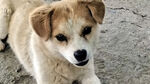 狗