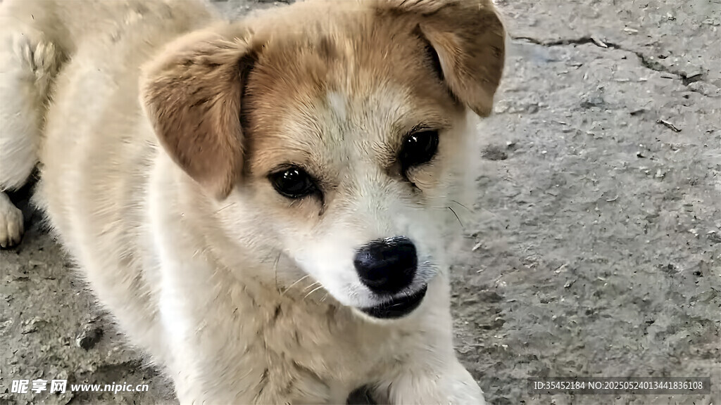 狗