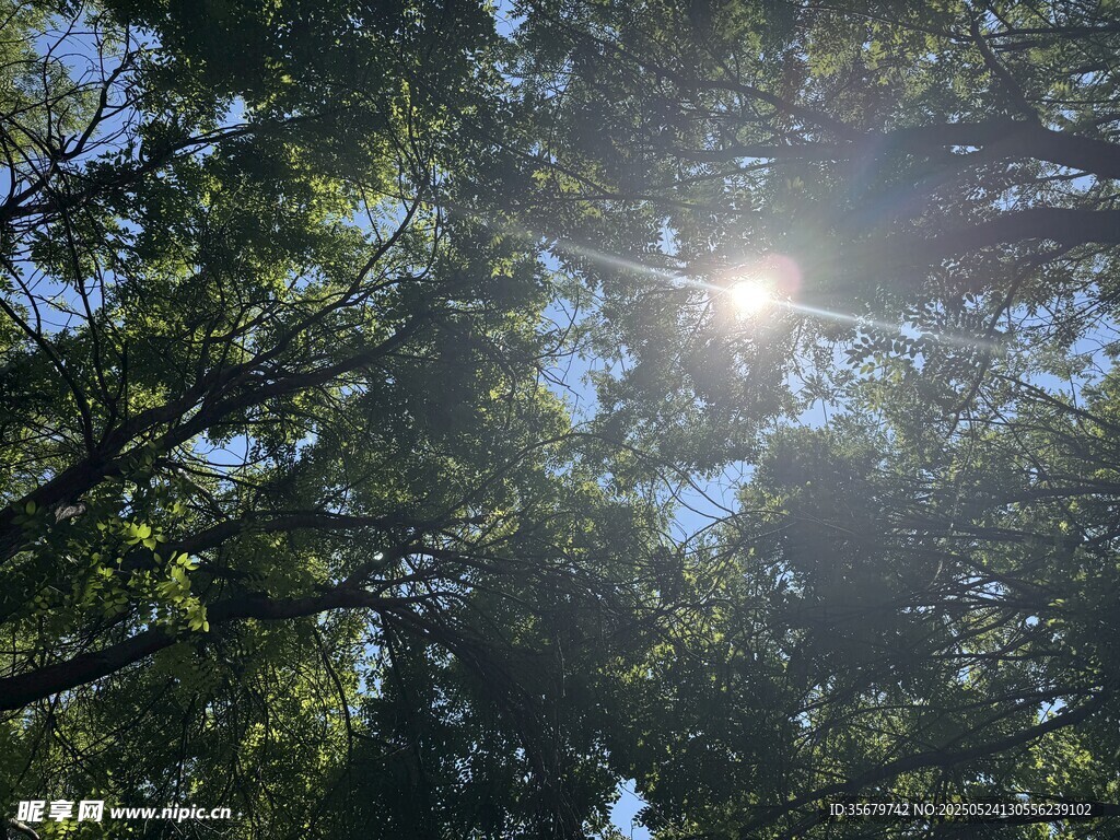 阳光透过树叶洒下的美景