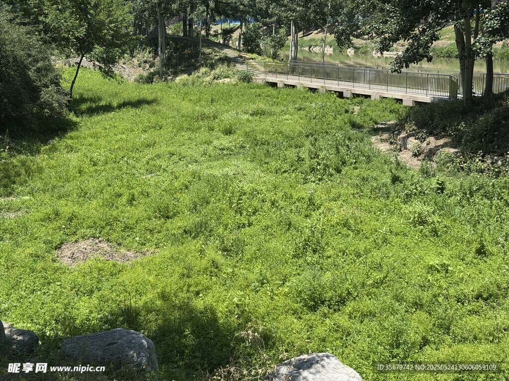 翠绿草地与周边树木景致