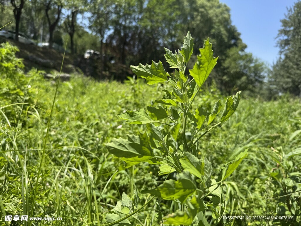 绿意盎然的野外植物景观