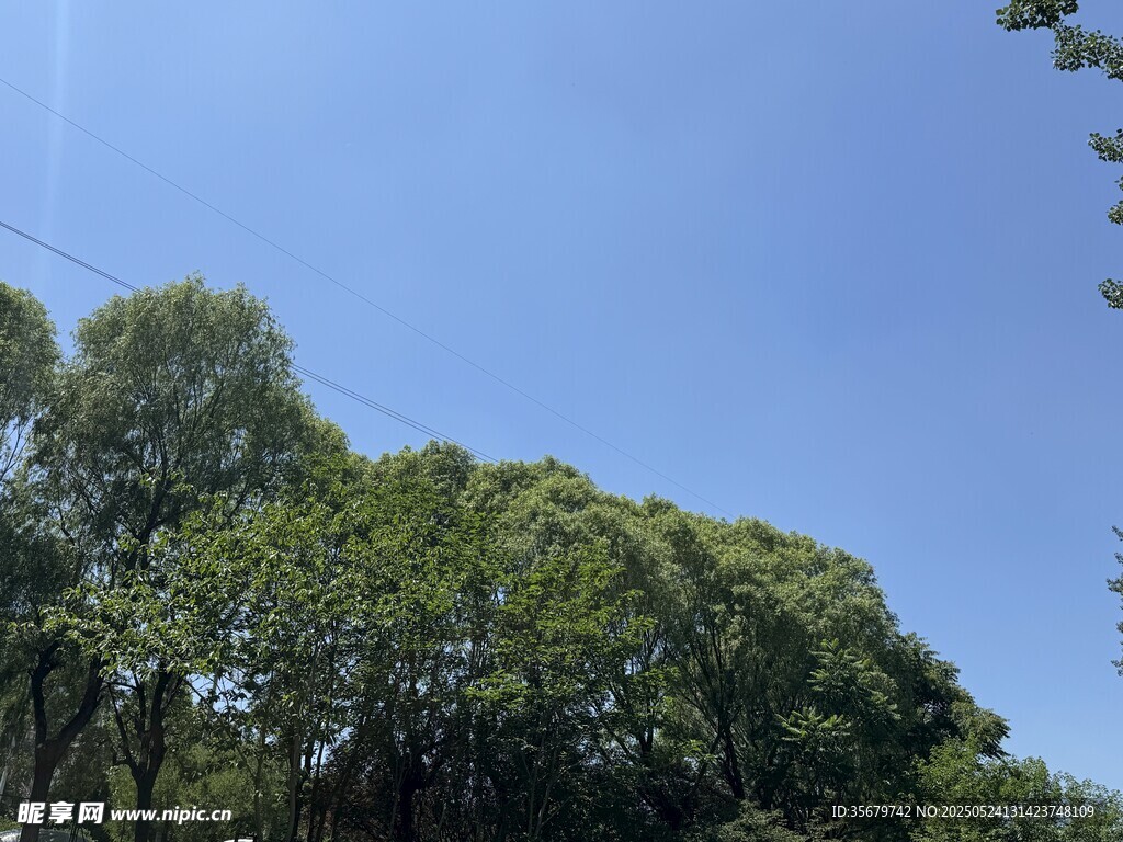 蓝天绿树风景图