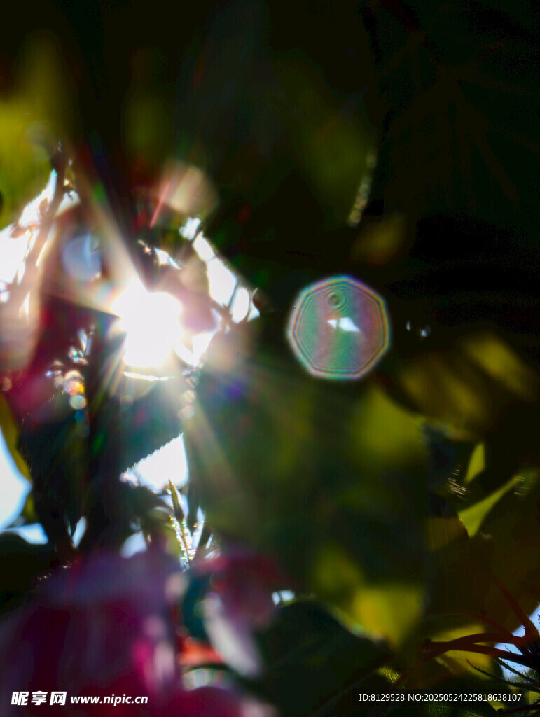 花丛中光影闪烁的景象