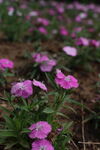 粉色花朵绽放于绿野间