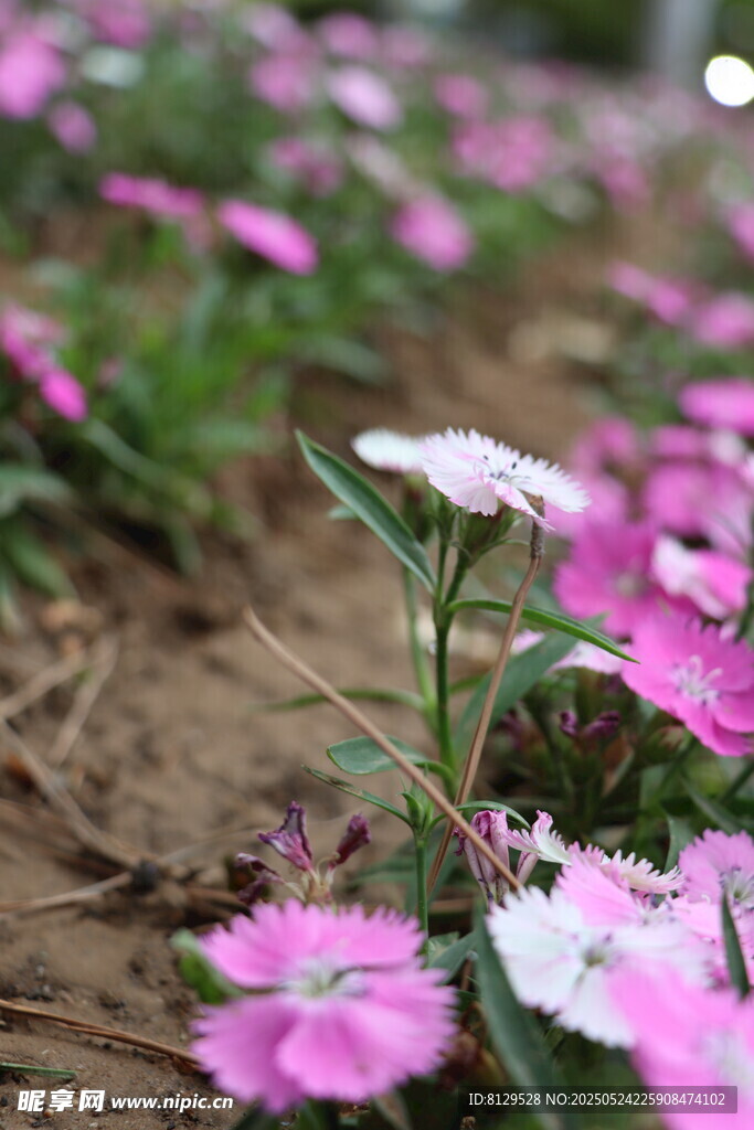 缤纷小花绽放于泥土间