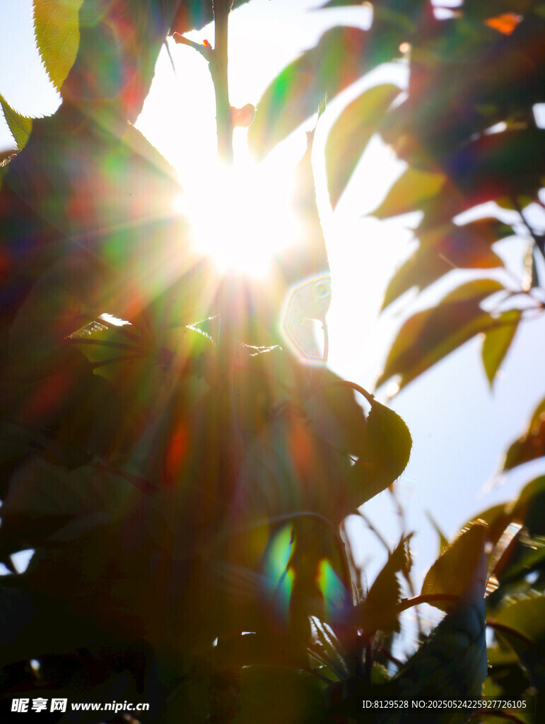 阳光透过树叶洒下的美景