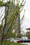 枝头新绿与城市建筑