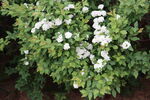 白色小花绿植生机勃勃